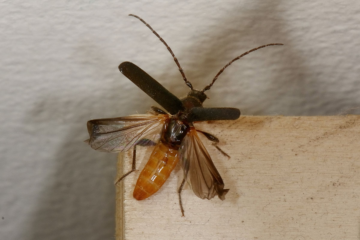 Phymatodes testaceus, Cerambycidae